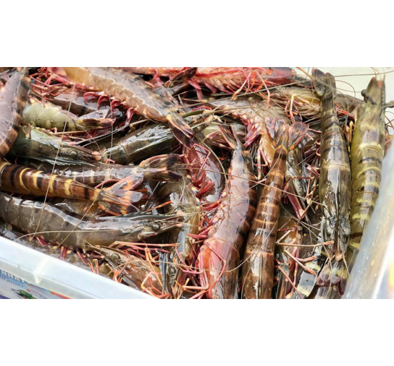 TÔM SÚ QUẢNG CANH ĐÔNG LẠNH